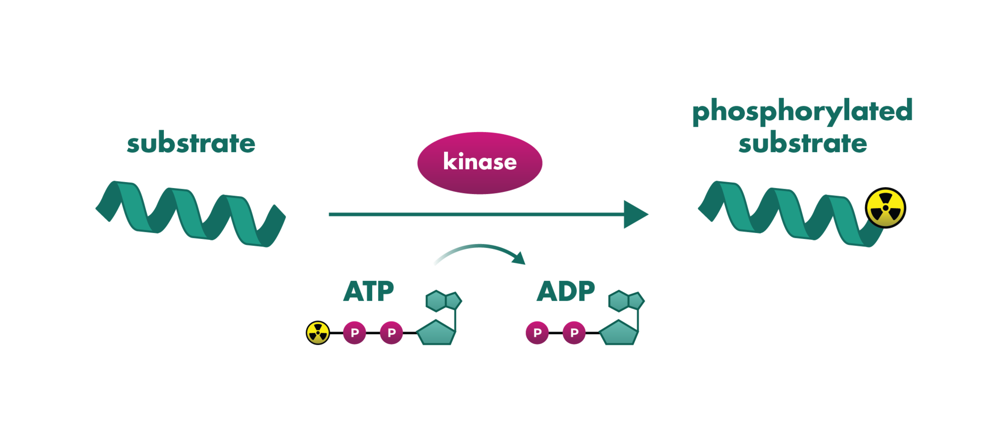 Kinase Assays Screening Service At Reaction Biology